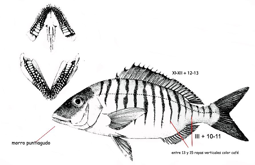Lithognathus mormyrus_01.jpg